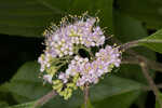 American beautyberry